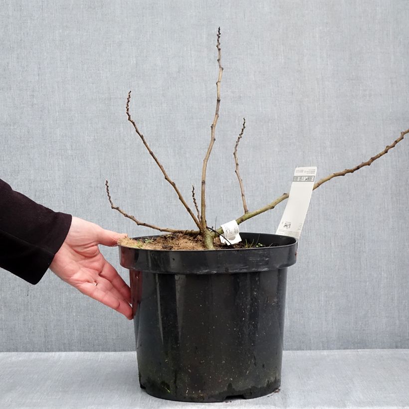 Spécimen de Albizia julibrissin Chocolate Fountain - Arbre à soie Pot de 7,5L/10L tel que livré en automne