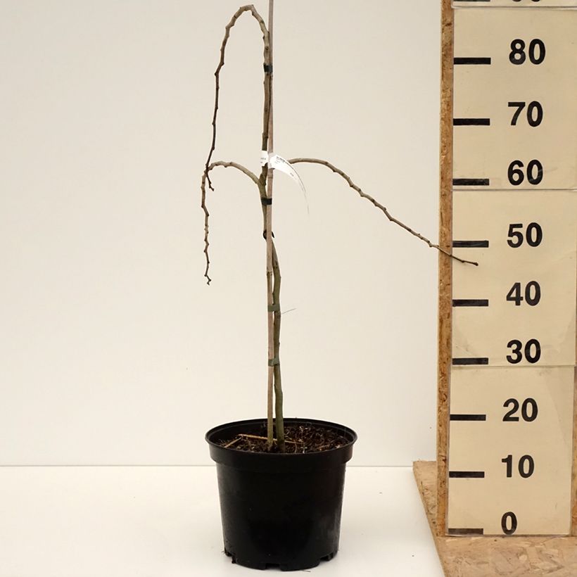 Example of Albizia julibrissin Chocolate Fountain - Arbre à soie Pot de 7,5L/10L as you get in printemps