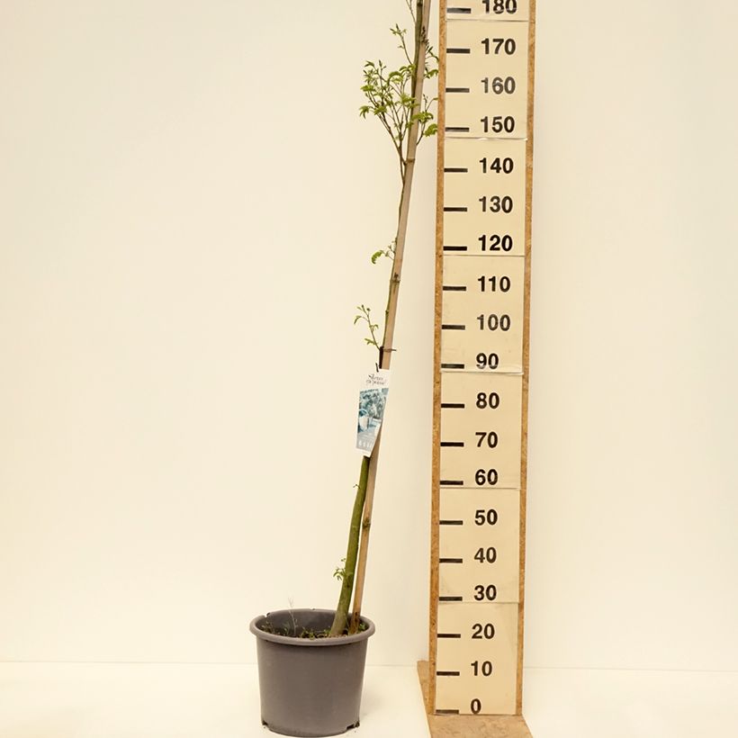 Spécimen de Albizia julibrissin Rouge Selection - Arbre à soie Pot de 12L/15L, Baliveau tel que livré au printemps