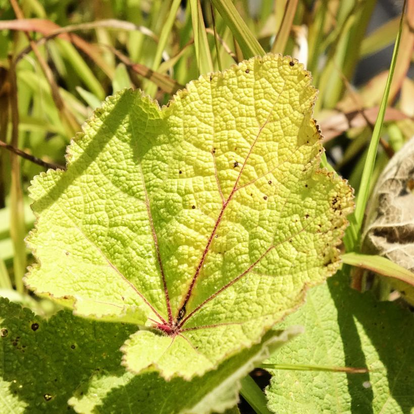 Alcea ficifolia - Rose trémière à feuilles de figuier (Foliage)