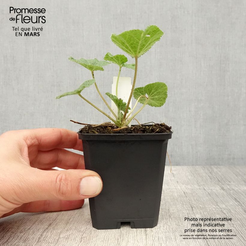 Example of Alcea ficifolia - Rose trémière à feuilles de figuier Godet de 8/9 cm as you get in printemps