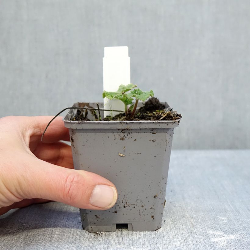 Example of Alcea rosea Simplex - Rose Trémière en mélange Godet de 7/8 cm as you get in hiver