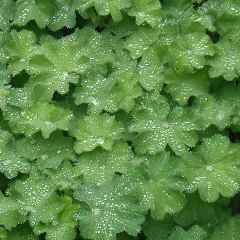 Alchémille commune - Alchemilla mollis (Foliage)