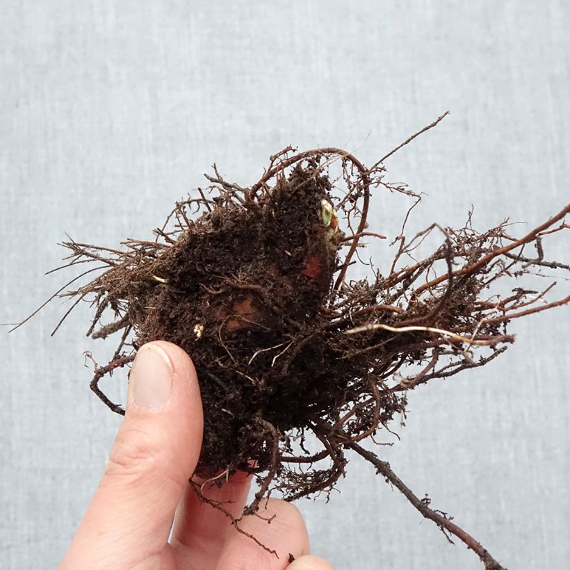 Example of Alchemille Thriller - Alchemilla mollis Racines nues as you get in hiver