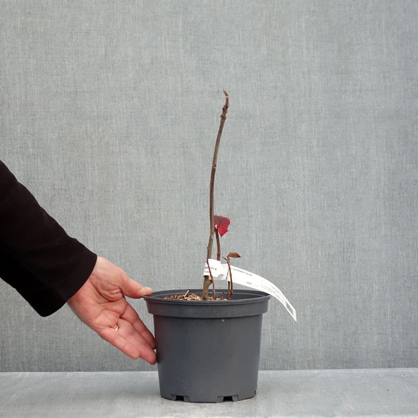 Spécimen de Alchornea davidii Pot de 3L/4L tel que livré en automne
