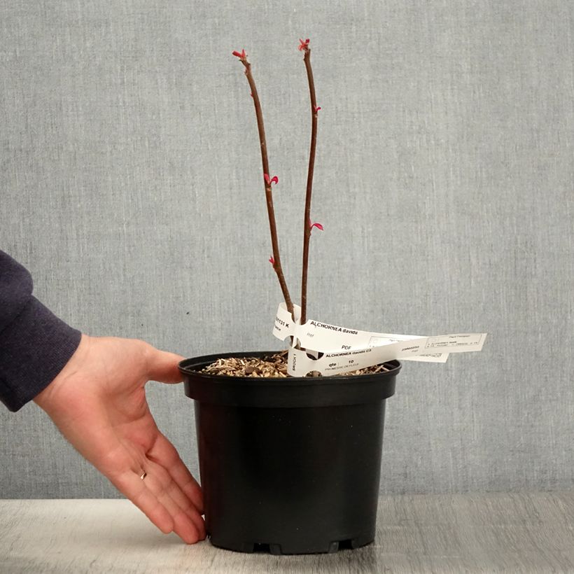 Example of Alchornea davidii Pot de 3L/4L as you get in printemps