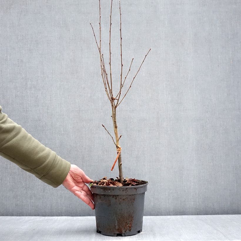 Example of Alisier du Japon Red Bird - Sorbus alnifolia  Pot de 4L/5L as you get in hiver