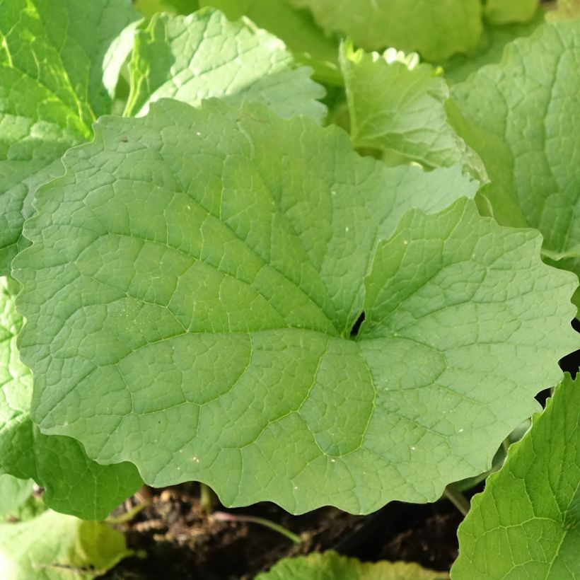 Alliaire officinale ou Herbe à ail - Alliaria petiolata (Foliage)