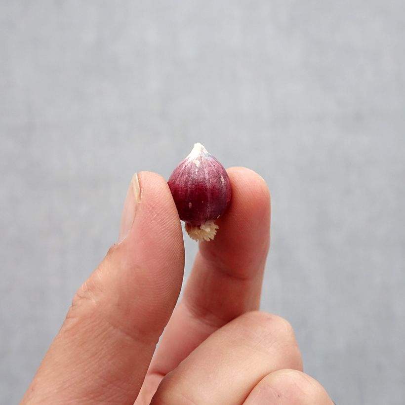 Spécimen de Allium amplectens Graceful - Ail d'ornement Bulbe calibre 5+ tel que livré en automne