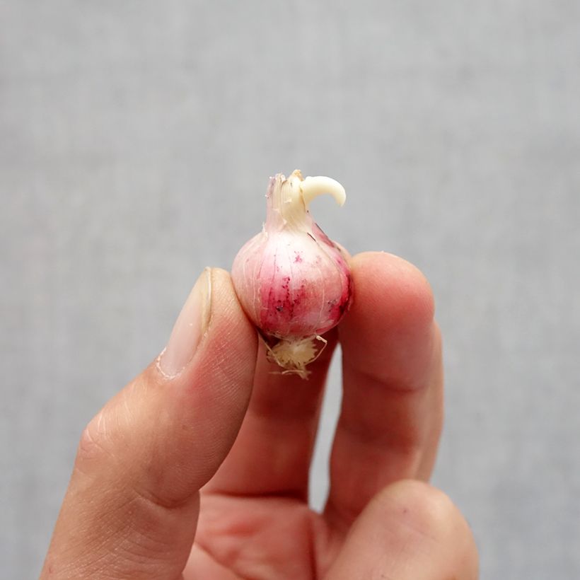 Spécimen de Allium carolinianum Rosy Dream - Ail d'ornement Bulbe calibre 6+ tel que livré en automne