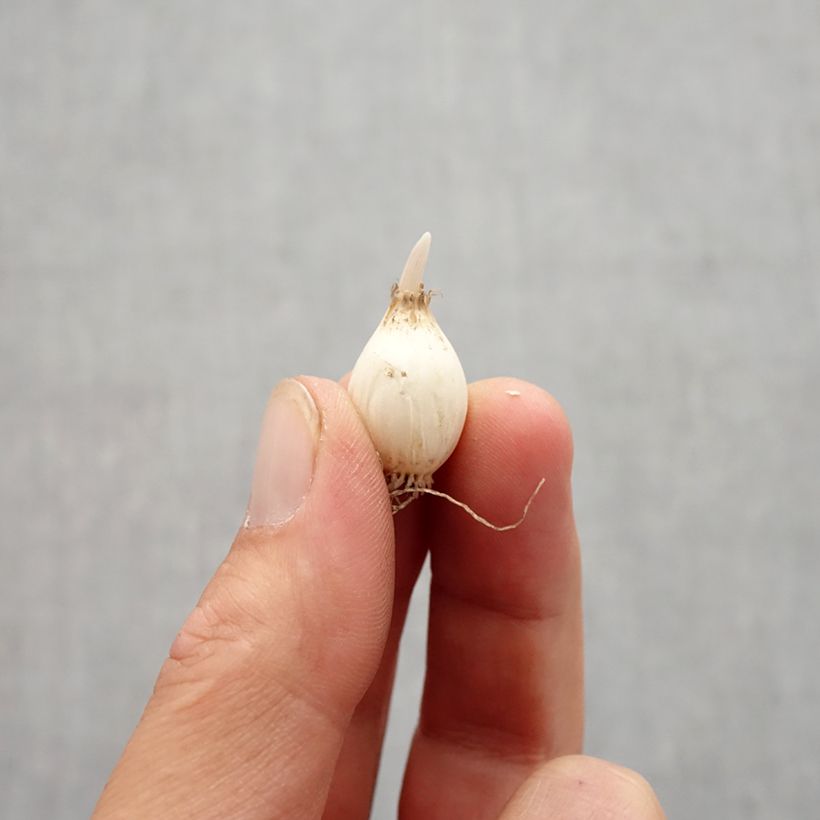 Spécimen de Allium chloranthum Yellow Fantasy - Ail d'ornement Bulbe calibre 6+ tel que livré en automne