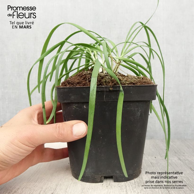 Example of Allium tuberosum Cliffs of Dover - Ail d'ornement Godet de 8/9 cm as you get in printemps