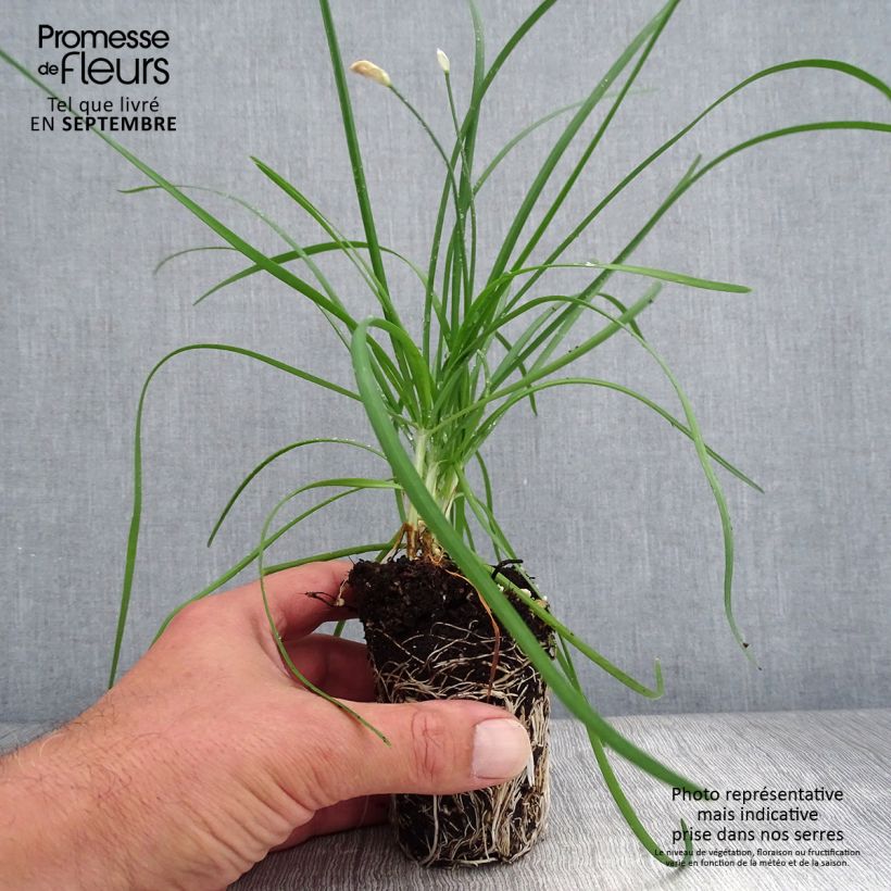 Example of Allium tuberosum Cliffs of Dover - Ail d'ornement Mini-motte Ø 3/4 cm as you get in automne