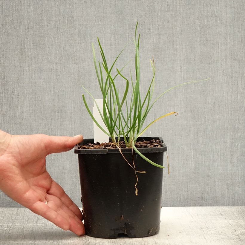 Example of Allium tuberosum Cliffs of Dover - Ail d'ornement Pot de 2L/3L as you get in printemps