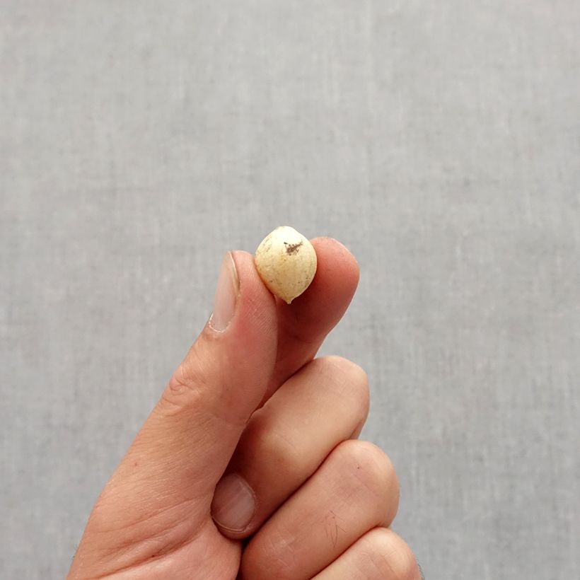 Example of Allium zebdanense - Ail du Liban Bulbe calibre 4+ as you get in automne