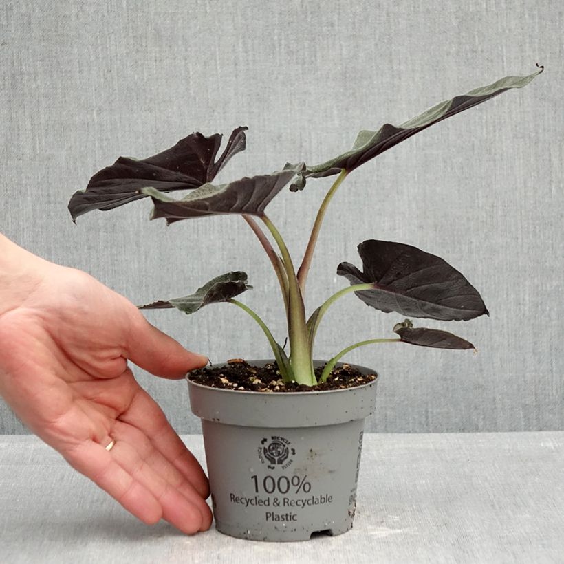 Example of Alocasia Antoro Velvet - Oreille d'éléphant Pot de 12 cm / 13 cm as you get in printemps