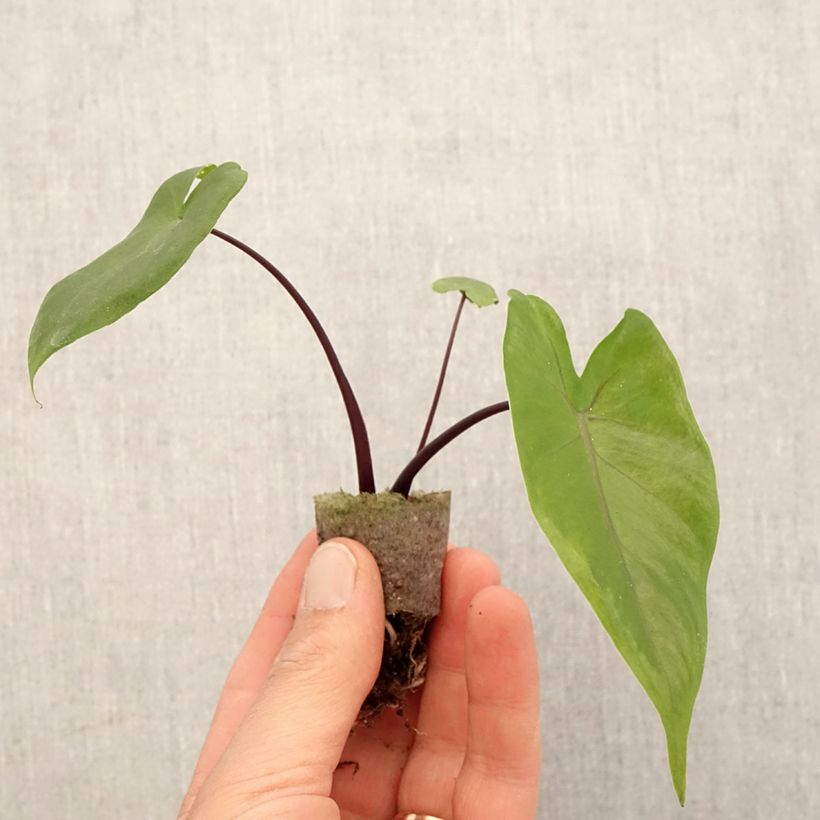 Example of Alocasia Black Stem - Oreille d'éléphant Mini-plante as you get in printemps