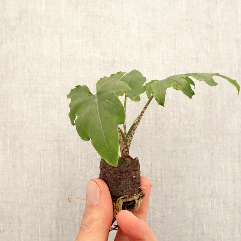Example of Alocasia brancifolia - Oreille d'éléphant Mini-plante as you get in printemps