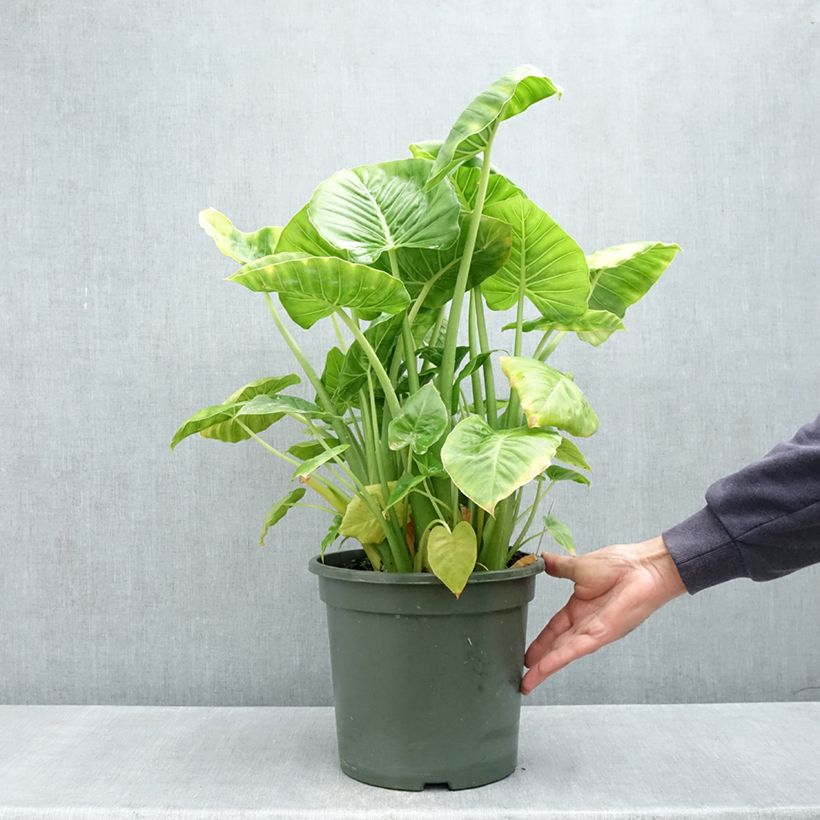 Example of Alocasia Calidora - Oreille d'éléphant Pot de 7,5L/10L as you get in printemps