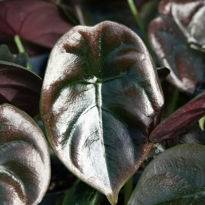 Alocasia cuprea Red - Oreille d'éléphant (Feuillage)