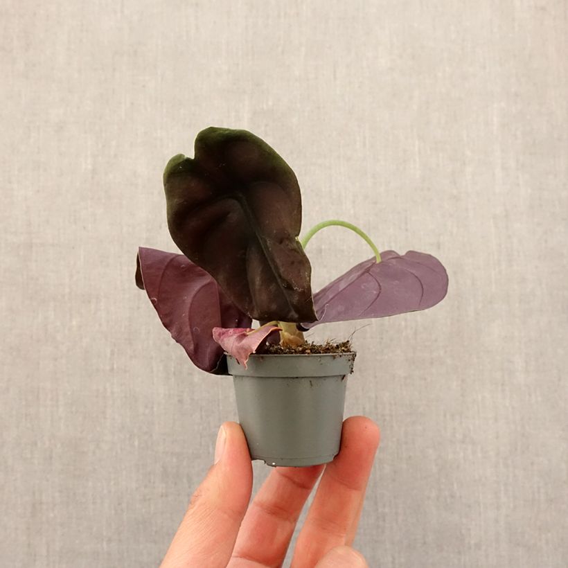 Example of Alocasia cuprea Red - Oreille d'éléphant Mini-plante as you get in printemps