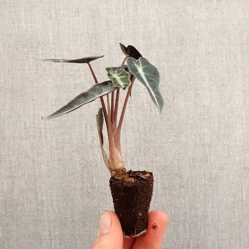 Spécimen de Alocasia Curly Bambino - Oreille d'éléphant Mini-plante tel que livré au printemps