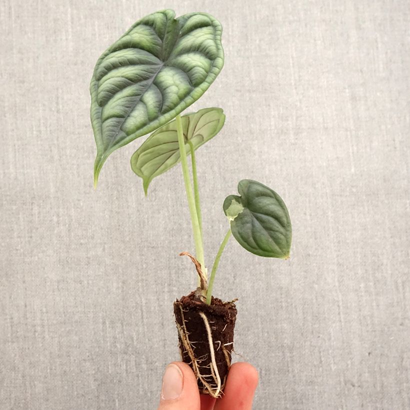 Example of Alocasia Dragon Scale - Oreille d'éléphant Mini-plante as you get in printemps