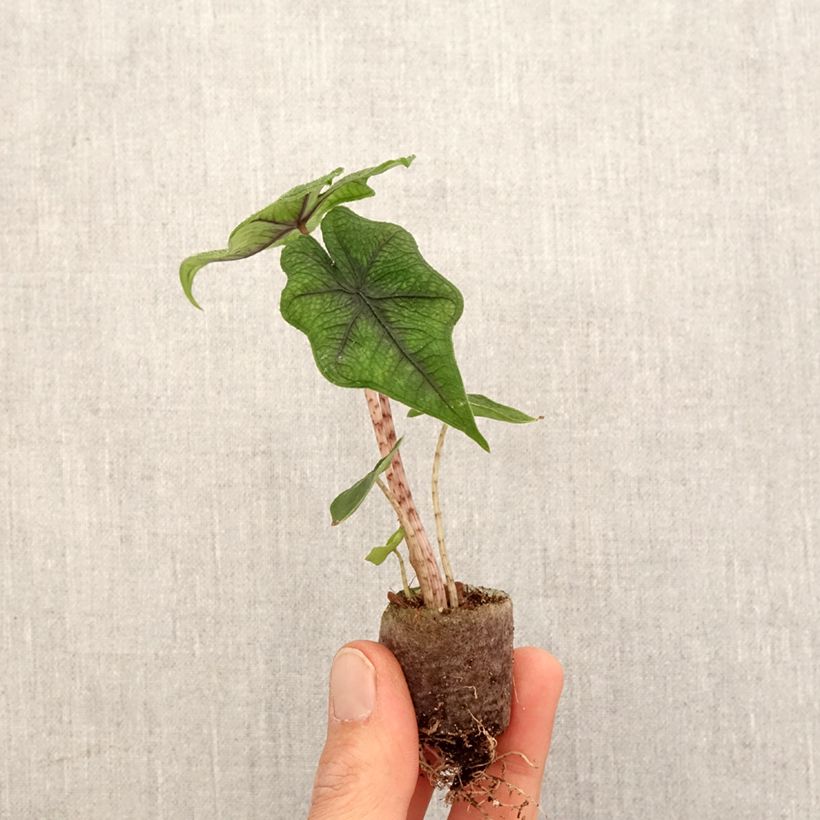 Example of Alocasia Jacklyn - Oreille d'éléphant Mini-plante as you get in printemps