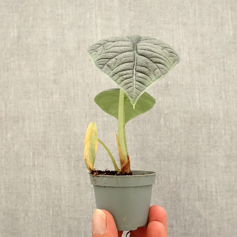 Example of Alocasia melo - Oreille d'éléphant Mini-plante as you get in automne