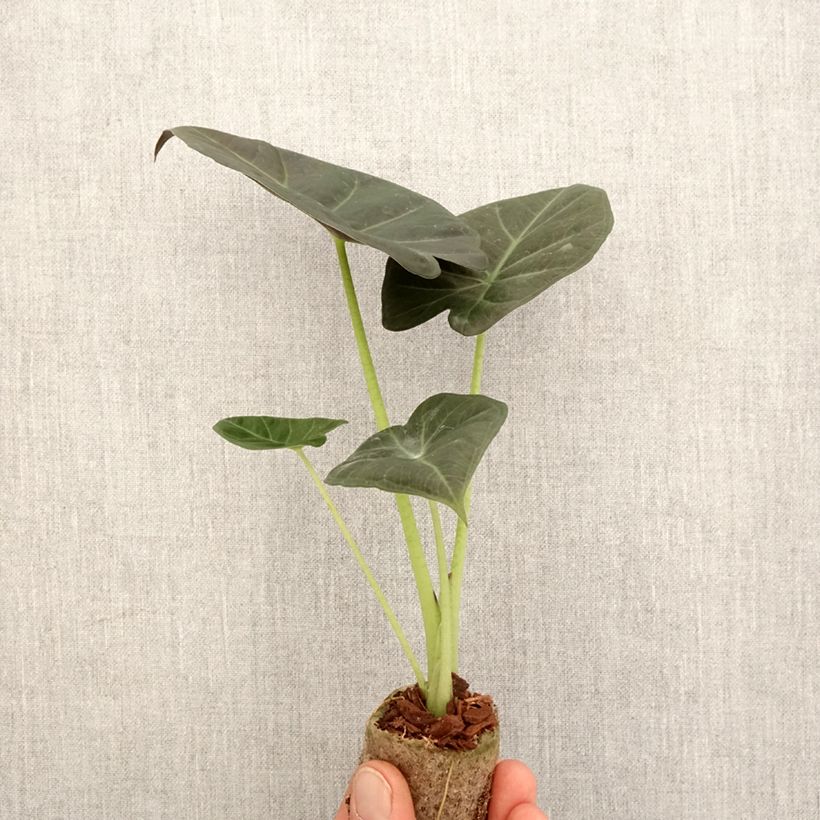 Example of Alocasia Regal Shields - Oreille d'éléphant Mini-plante as you get in printemps