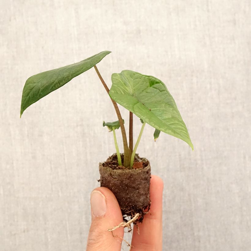 Example of Alocasia scalprum - Oreille d'éléphant Mini-plante as you get in printemps