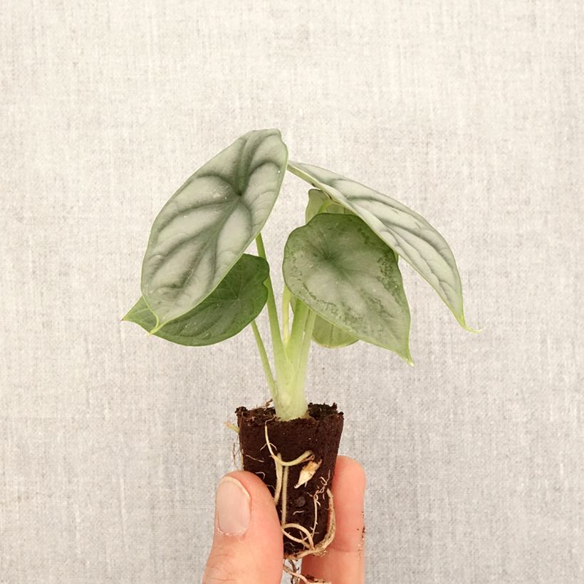 Example of Alocasia Silver Dragon - Oreille d'éléphant Mini-plante as you get in printemps
