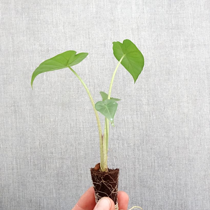 Spécimen de Alocasia Sumo - Oreille d'éléphant Mini-plante tel que livré au printemps