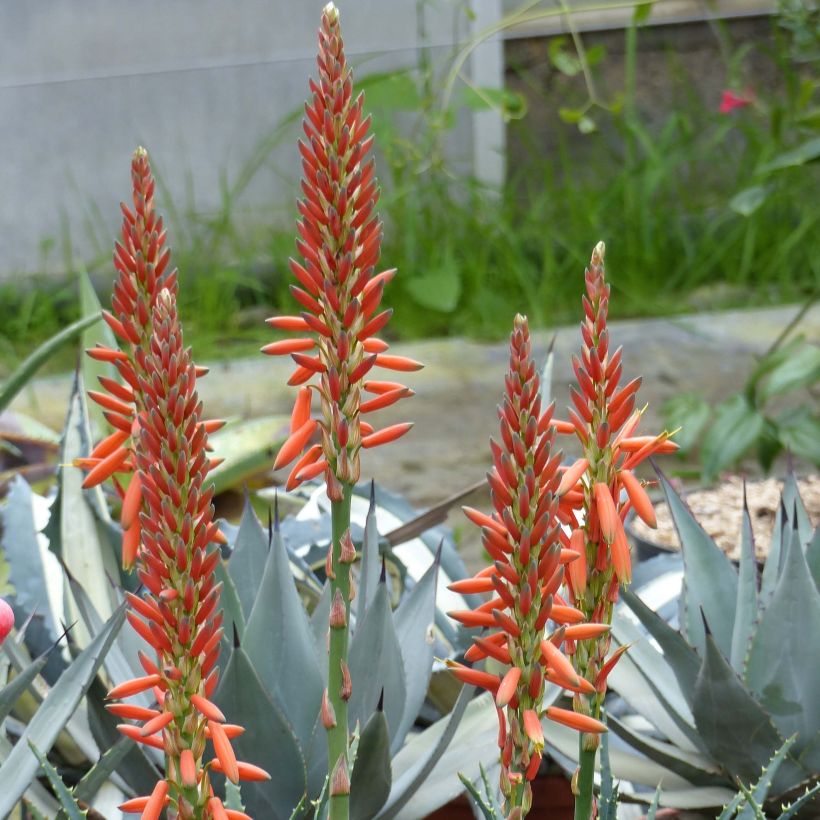 Aloe aristata - Aloe nain (Flowering)