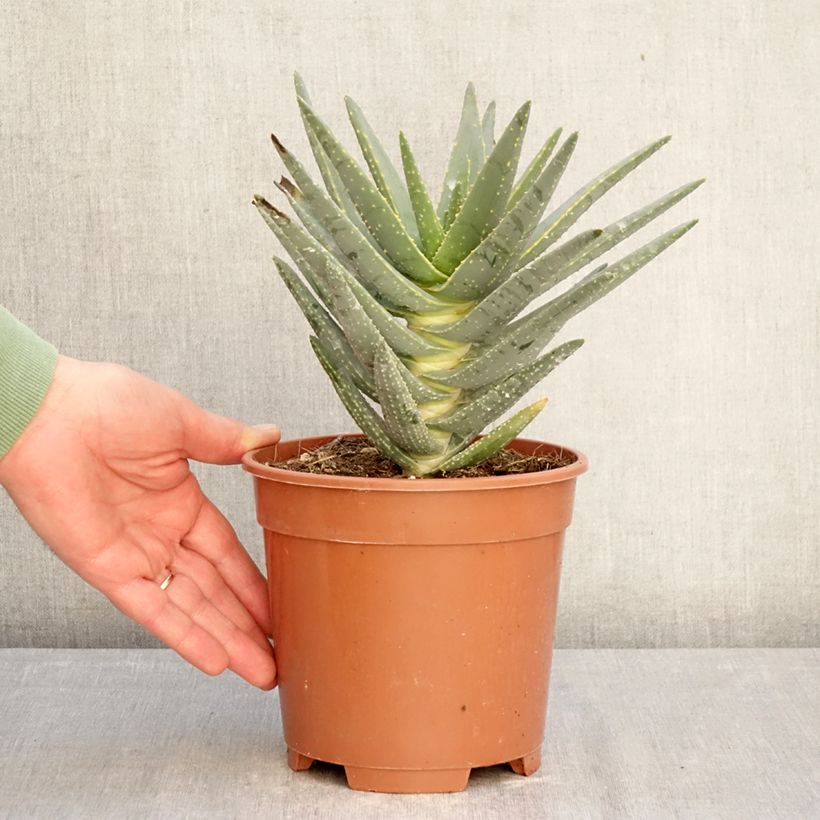 Spécimen de Aloe dichotoma - Arbre carquois Pot de 2L/3L tel que livré en hiver