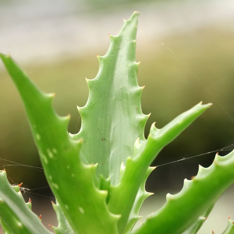 Aloe morogoroensis - Aloe bussei (Foliage)