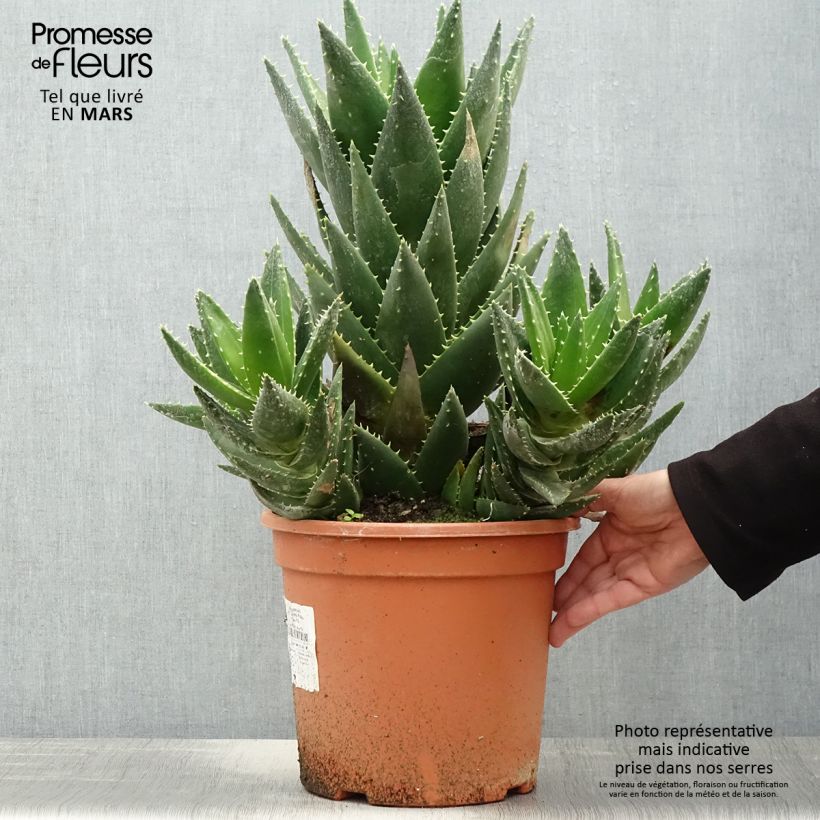 Example of Aloe perfoliata (mitriformis) Pot de 7,5L/10L as you get in printemps