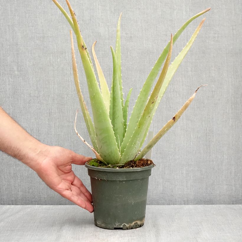 Spécimen de Aloe vera - Aloes des Barbades Pot de 2L/3L tel que livré en été