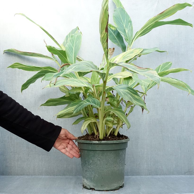 Spécimen de Alpinia zerumbet Variegata - Gingembre coquille Pot de 4L/5L tel que livré en automne
