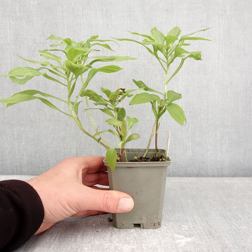 Example of Alstroémère Duc d'Anjou Louis - Lys des Incas Godet de 8/9 cm as you get in hiver