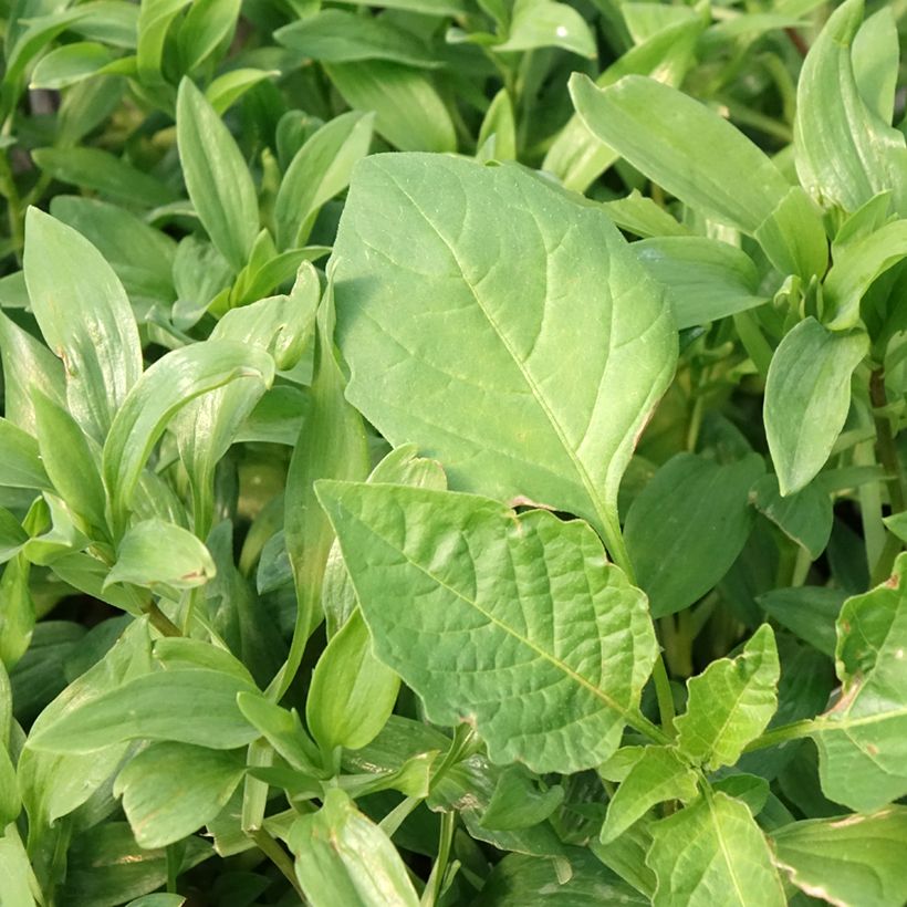 Alstroémère Duc d'Anjou Nicolas - Lys des Incas (Foliage)