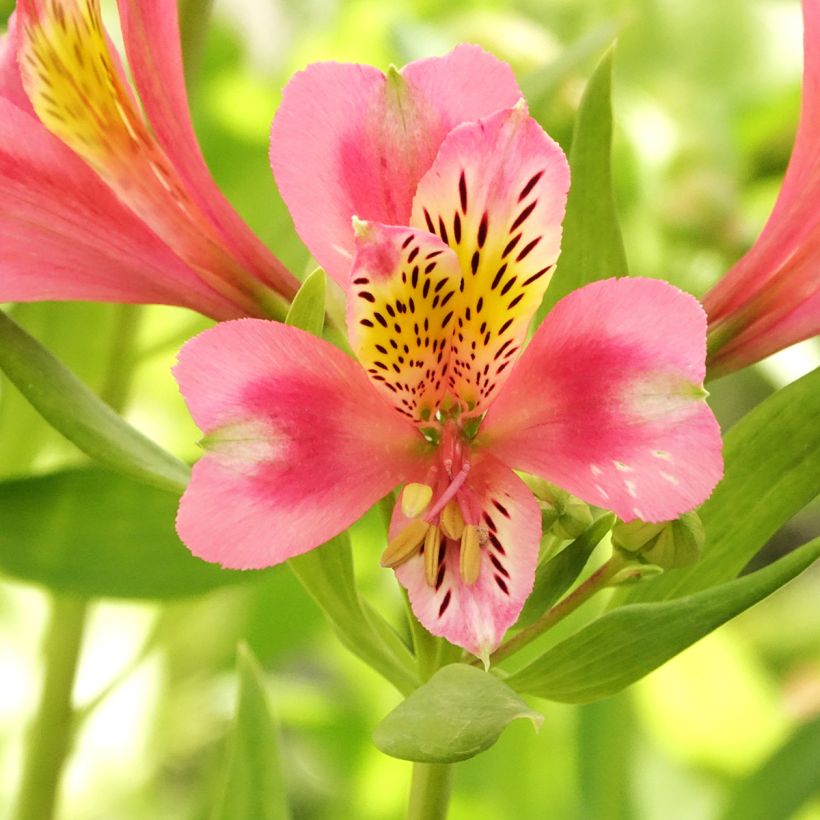 Alstroémère Duc d'Anjou Pierre - Lys des Incas (Floraison)