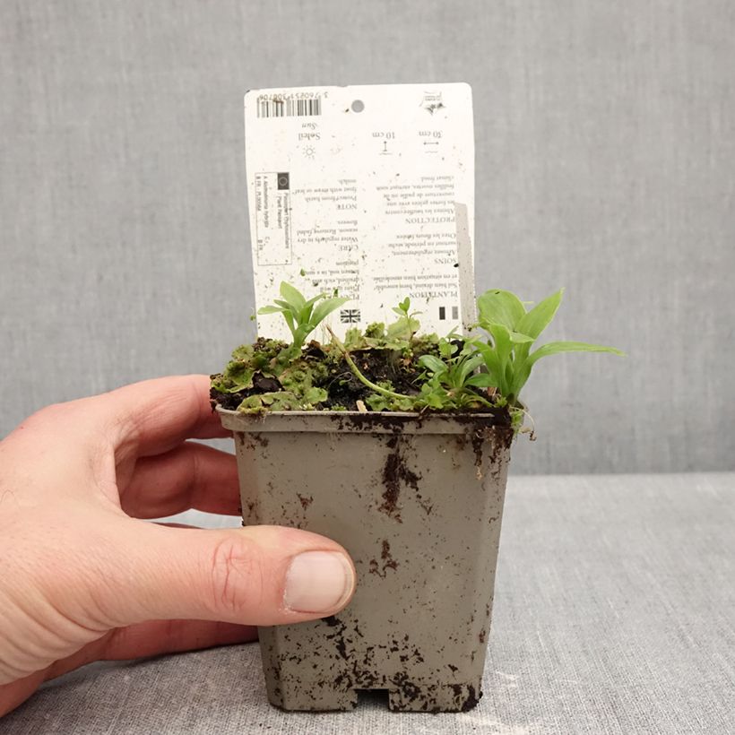 Spécimen de Alstroémère Duchesses Anne - Lys des Incas Godet de 8/9 cm tel que livré en hiver