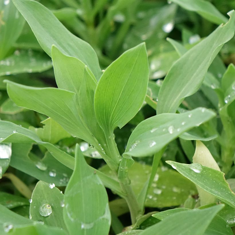Alstroémère Duchesses Marguerite - Lys des Incas (Foliage)