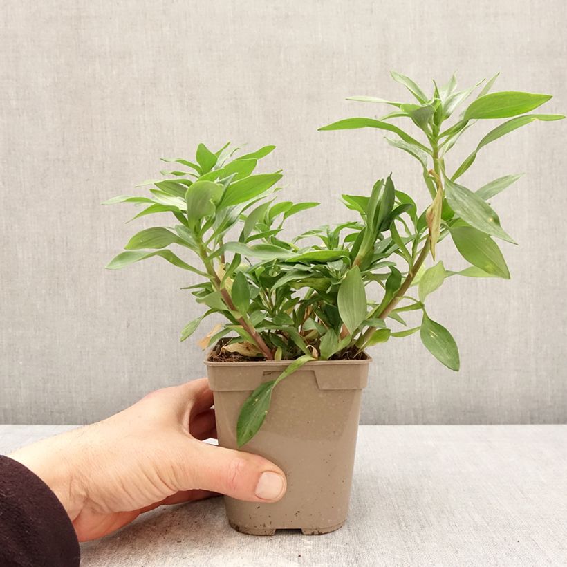 Spécimen de Alstroémère Duchesses Marguerite - Lys des Incas Pot de 1L/1,5L tel que livré au printemps