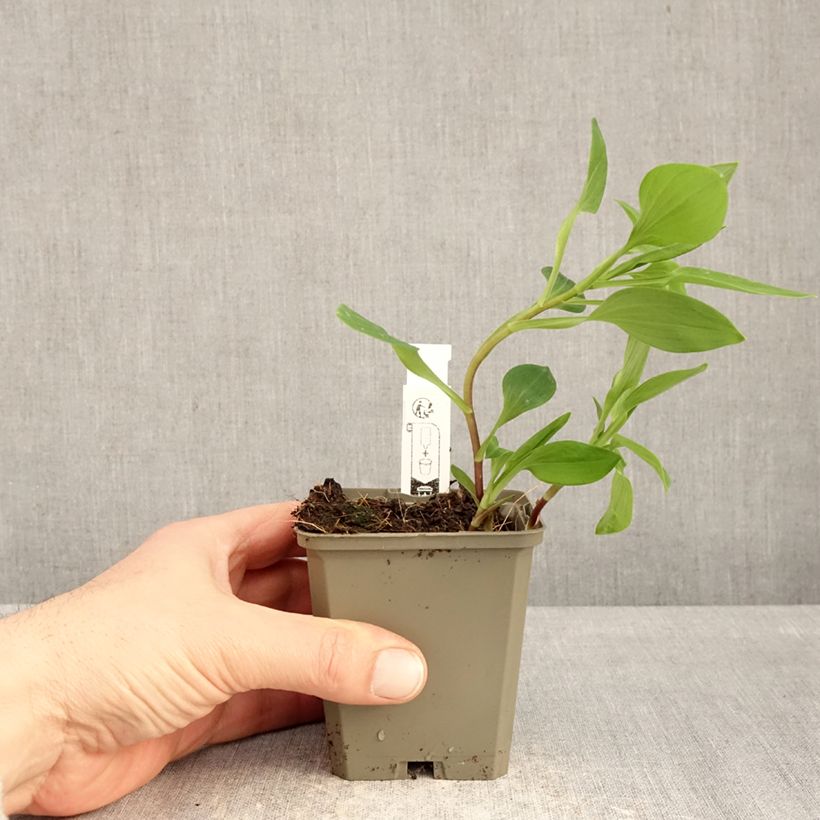 Example of Alstroémère haute Majestic Liré - Lys des Incas Godet de 8/9 cm as you get in hiver