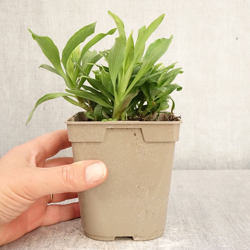 Spécimen de Alstroémère haute Majestic Mazé - Lys des Incas Pot de 1L/1,5L tel que livré au printemps