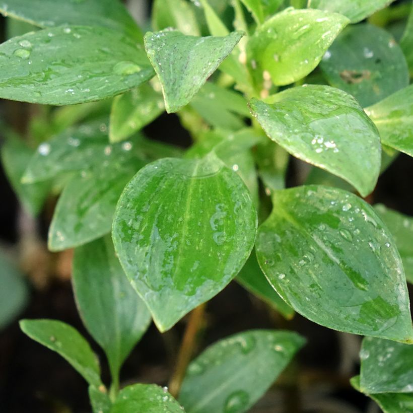 Alstroémère haute Majestic Montsoreau - Lys des Incas (Foliage)