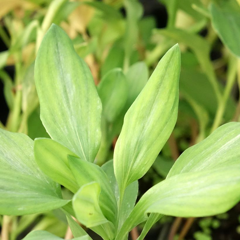 Alstroémère haute Majestics Briançon - Lys des Incas (Foliage)