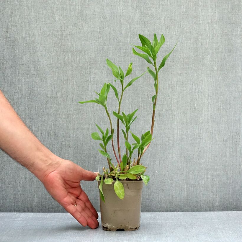 Spécimen de Alstroémère haute Majestics Chartrené Pot de 1L/1,5L tel que livré au printemps
